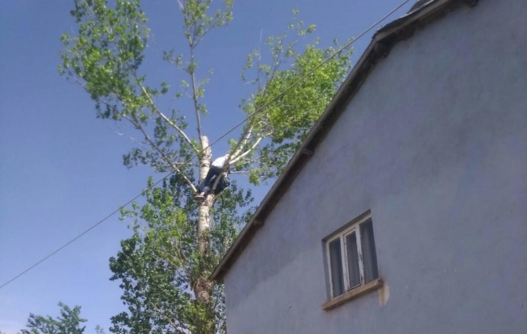 Testereyle Bacağını Kesen Adam Ağaçta Mahsur Kaldı