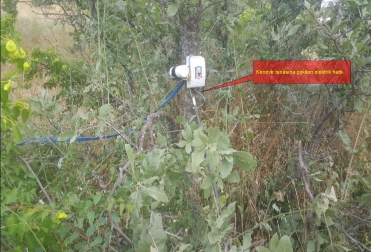 Diyarbakır’da 850 Bin 850 Kök Kenevir Ele Geçirildi