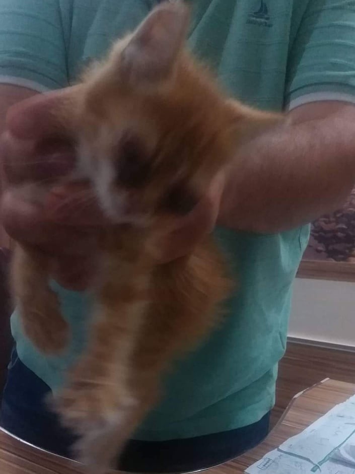 Gözleri Enfeksiyon Kapan 3 Kedi Tedavi İçin İstanbul’a Gönderildi