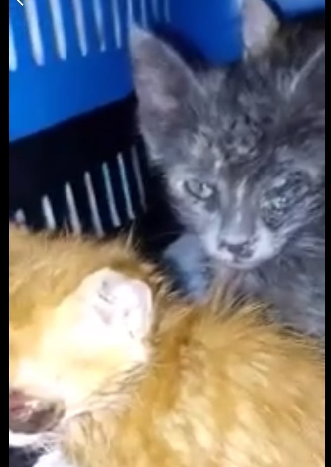 Gözleri Enfeksiyon Kapan 3 Kedi Tedavi İçin İstanbul’a Gönderildi