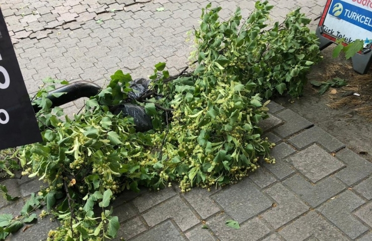 O Canıyla Uğraştı, Vatandaş Ihlamurla