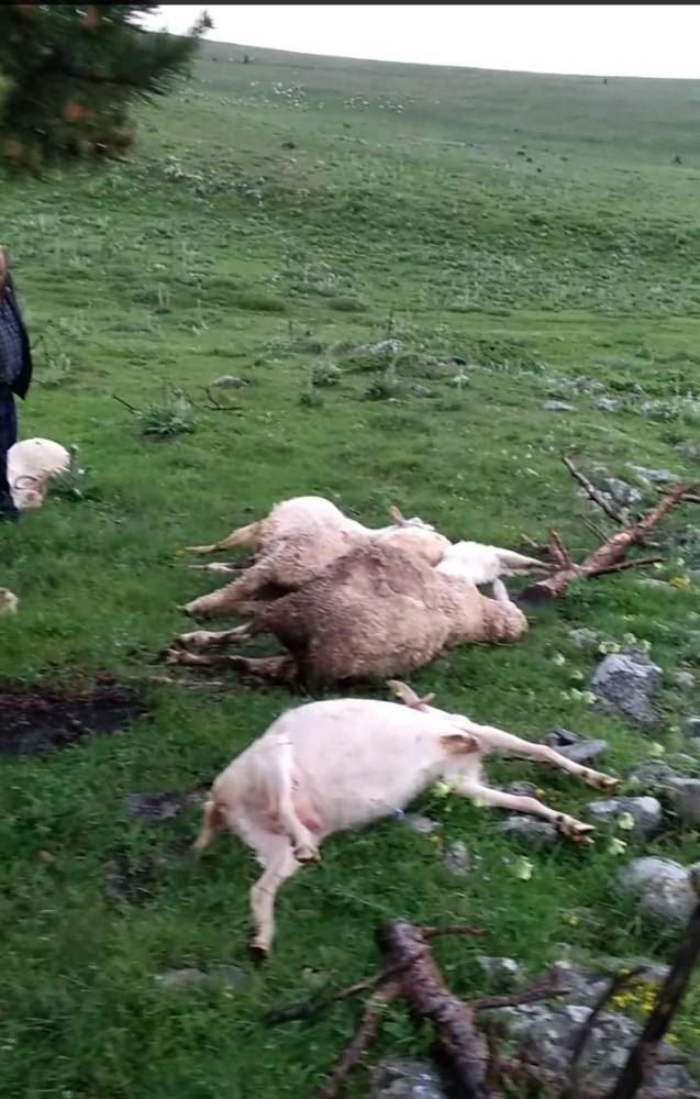 24 Küçükbaş Hayvan Yıldırım Düşmesi Sonucu Telef Oldu