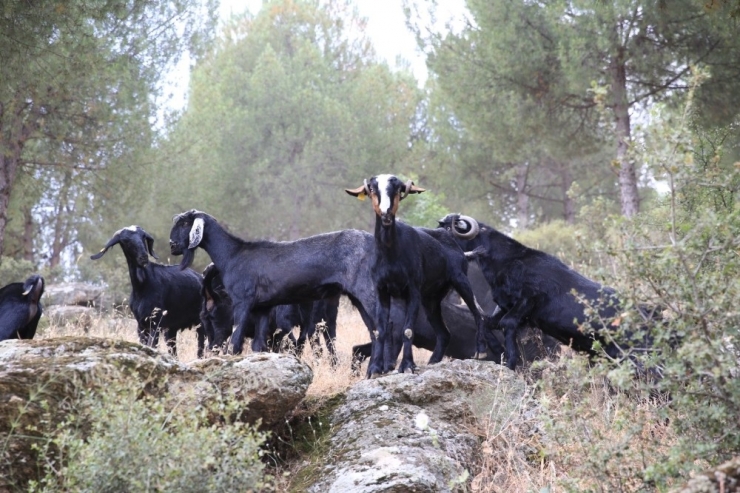 Aydın’da Keçicilik Gelişiyor