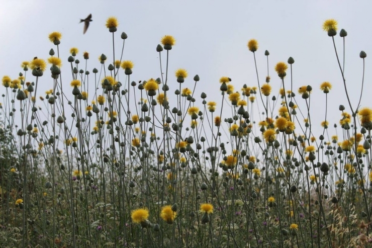 Kuşadası Tüllüşahının Yetiştiği Yeni Bir Alan Bulundu