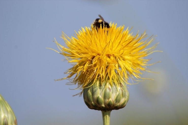 Kuşadası Tüllüşahının Yetiştiği Yeni Bir Alan Bulundu
