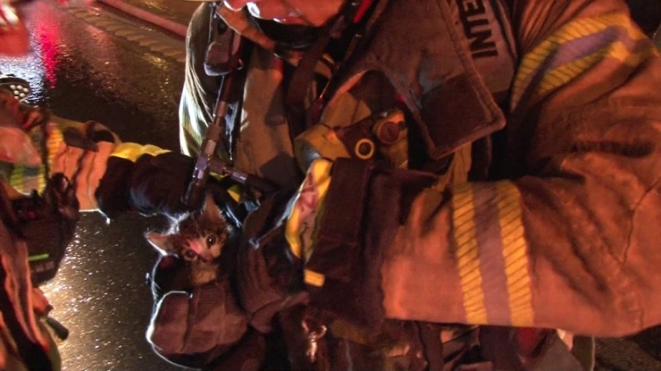 Yavru Kediyi Alevlerin Arasından İtfaiye Kurtardı