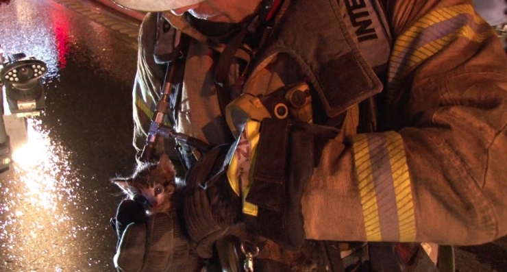 Yavru Kediyi Alevlerin Arasından İtfaiye Kurtardı