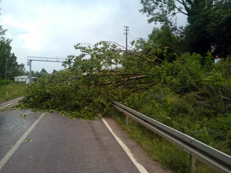 Daday’da Şiddetli Yağmur Ağaçları Devirdi
