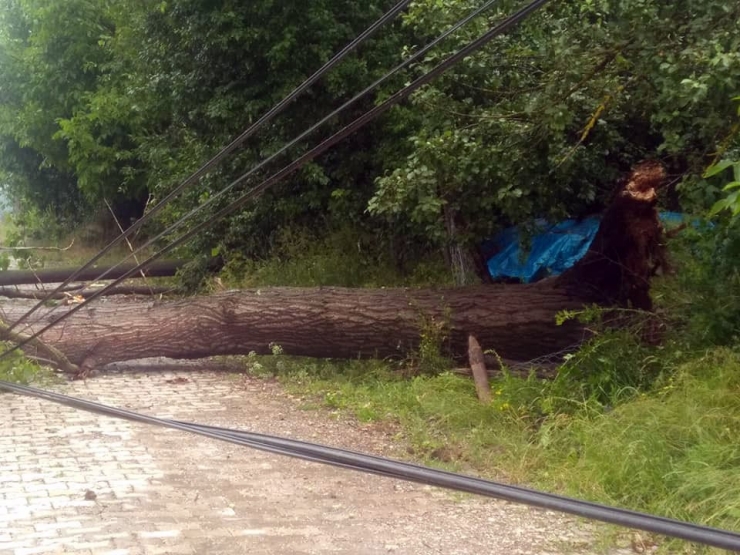 Daday’da Şiddetli Yağmur Ağaçları Devirdi