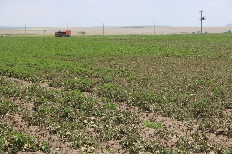 Niğde’de Patates Tarlaları Su Altında Kaldı