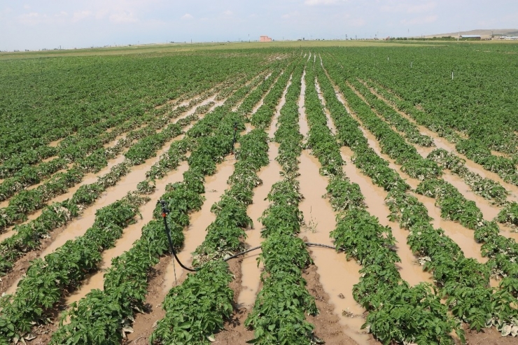 Niğde’de Patates Tarlaları Su Altında Kaldı