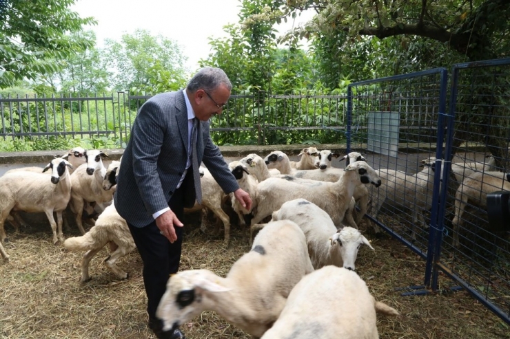 Hilmi Güler’den Çiftçilere Jest