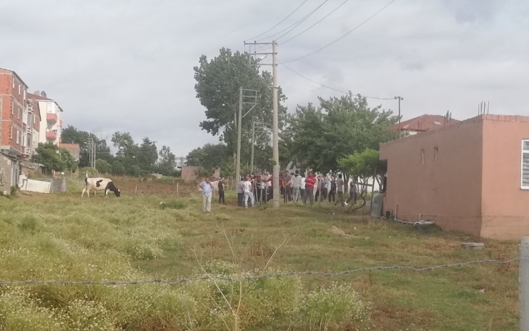 Dedektif Muhtar Çalıntı İnekleri Buldu