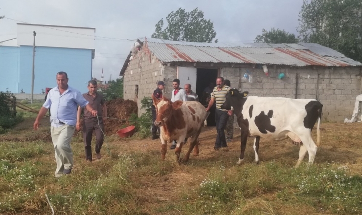 Dedektif Muhtar Çalıntı İnekleri Buldu