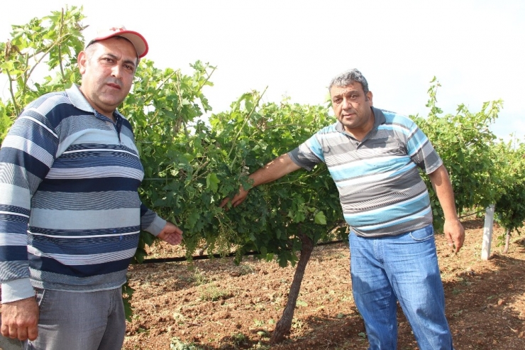 Dolu İle Birlikte Rüzgar Vurdu Bağlar Yan Yattı