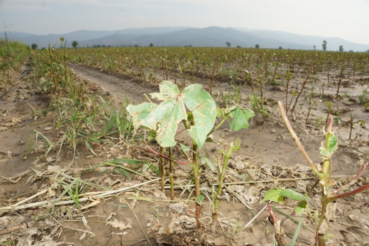 5 Bin Dönemim Pamuğu Yerle Bir Eden Dolu 10 Milyonluk Zarara Yol Açtı