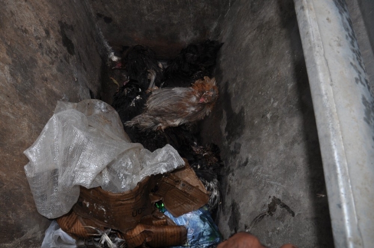 Yanlış Bit İlacı Tavukları Telef Etti İddiası