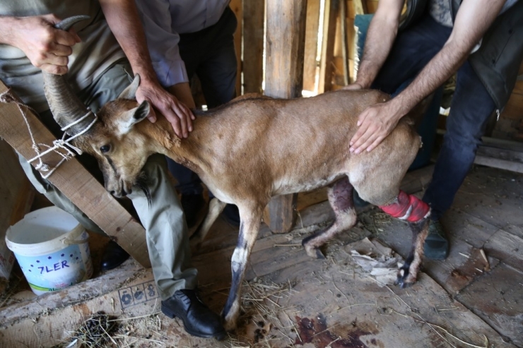 Artvin’de Köpeklerin Saldırdığı Yaban Keçisini Barajın Özel Güvenlik Personeli Kurtardı