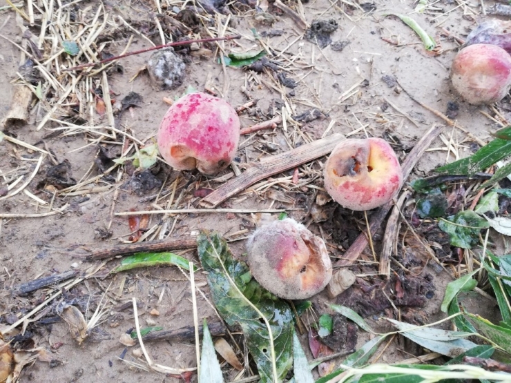 Turgutlu’da Sağanak Yağış Tarım Arazilerini Vurdu
