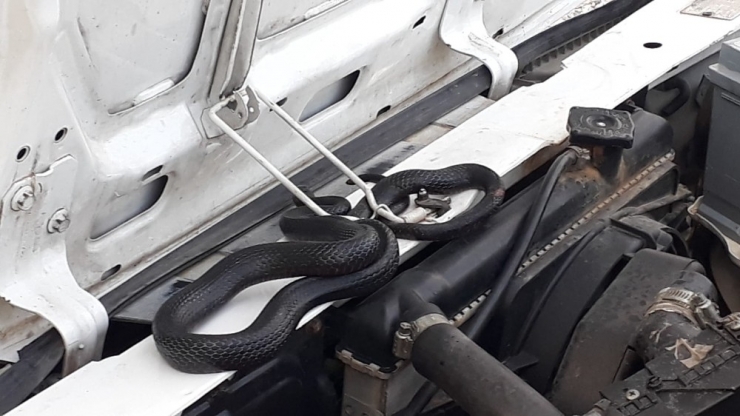 4 Saat Boyunca Yılanın Çıkmasını Beklediler