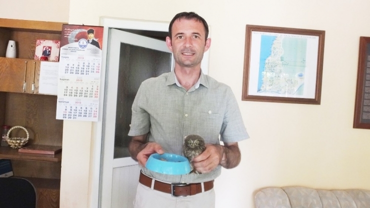 Sokakta Bulduğu Yavru Baykuşa Sahip Çıktı