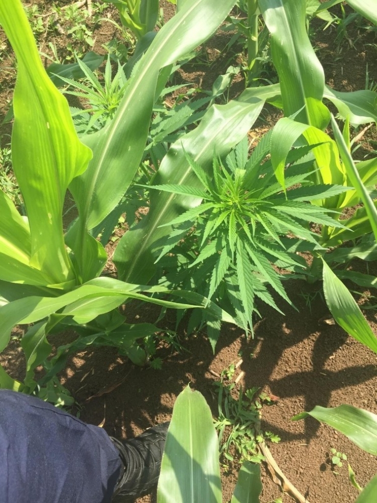 Samsun’da Jandarmadan Uyuşturucu Operasyonu