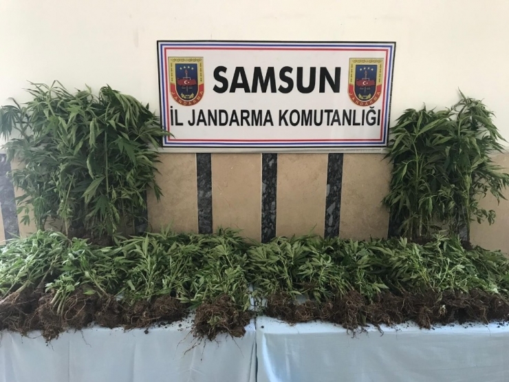Samsun’da Jandarmadan Uyuşturucu Operasyonu