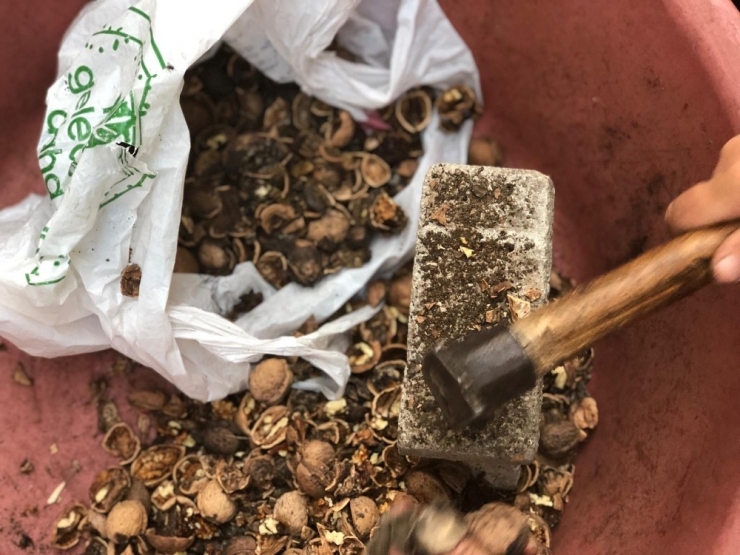 Siirt’te Kadınlar Ceviz Kırarak Aile Bütçelerine Katkı Sağlıyor