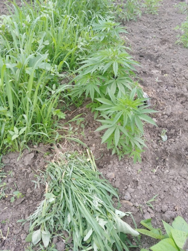 Sinop’ta Jandarma Ekiplerinden Kenevir Operasyonu