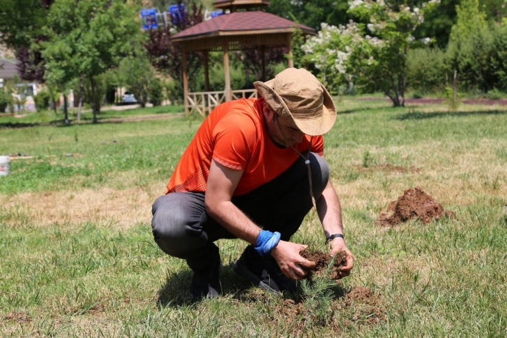 Gezgin Oldu, İl İl Gezip Fidan Dikiyor