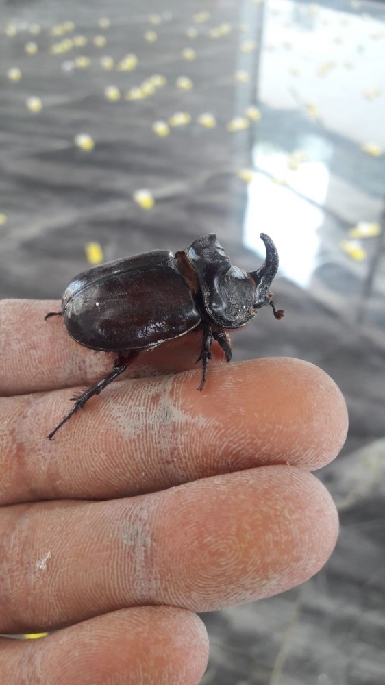 Aydın’da Gergedan Böceği Bulundu