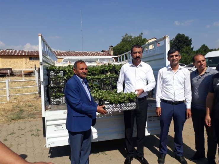 Bingöl’de 106 Bin Çilek Fidesi Yüzde 70 Hibe İle Dağıtıldı