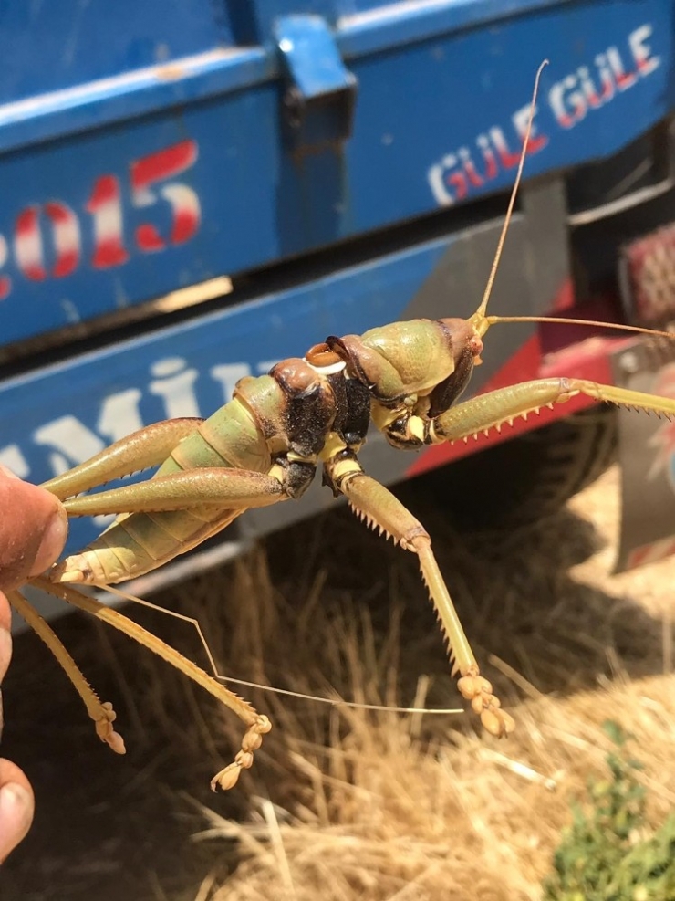 Dev Çekirge Görenleri Şaşırttı