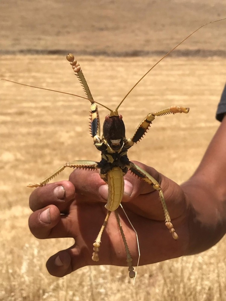 Dev Çekirge Görenleri Şaşırttı