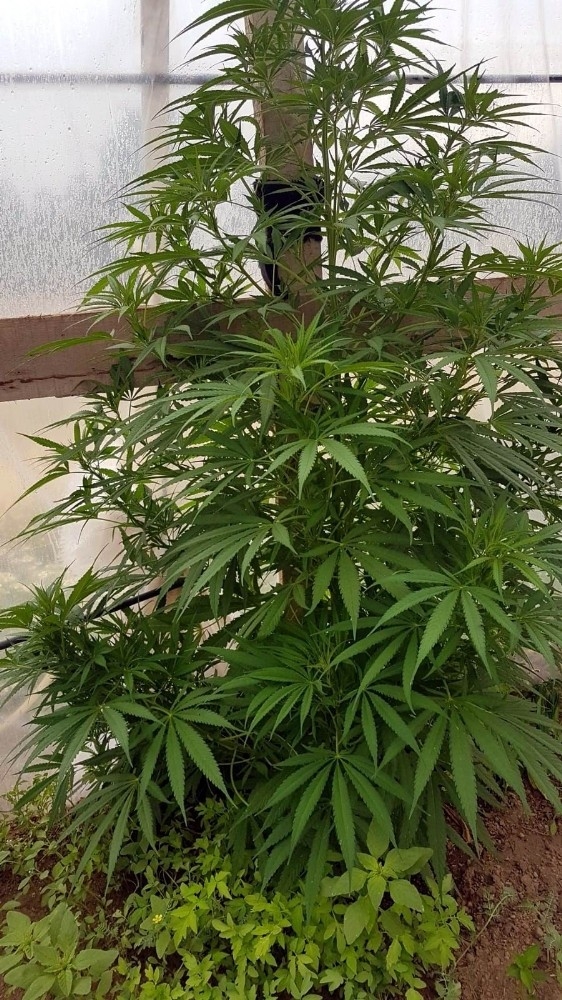 Develi’de Kenevir Ele Geçirildi