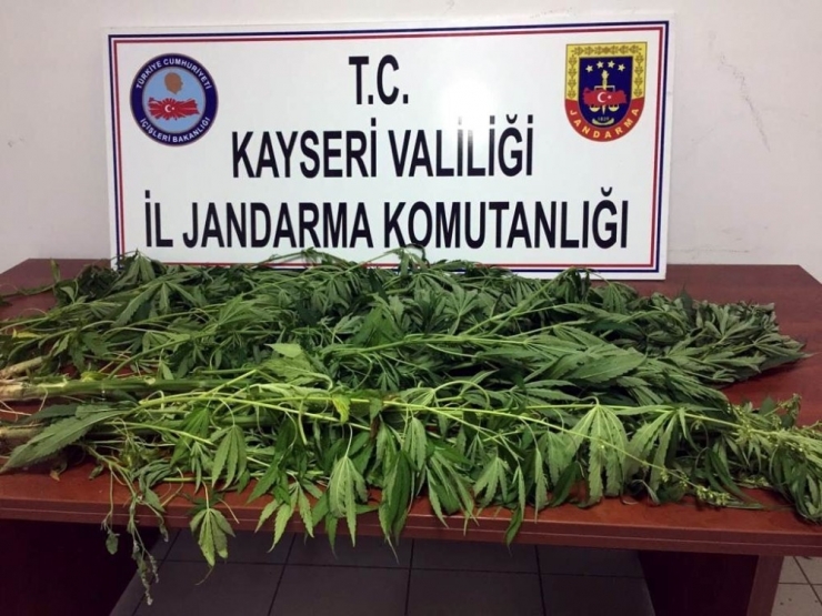 Develi’de Kenevir Ele Geçirildi