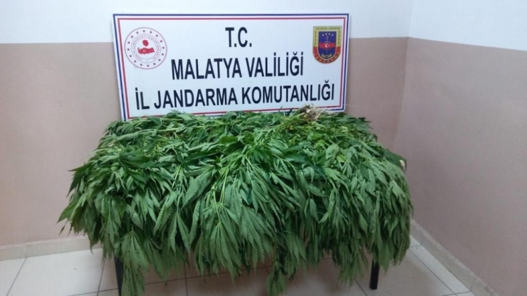 Jandarmadan Eş Zamanlı Kenevir Operasyonları