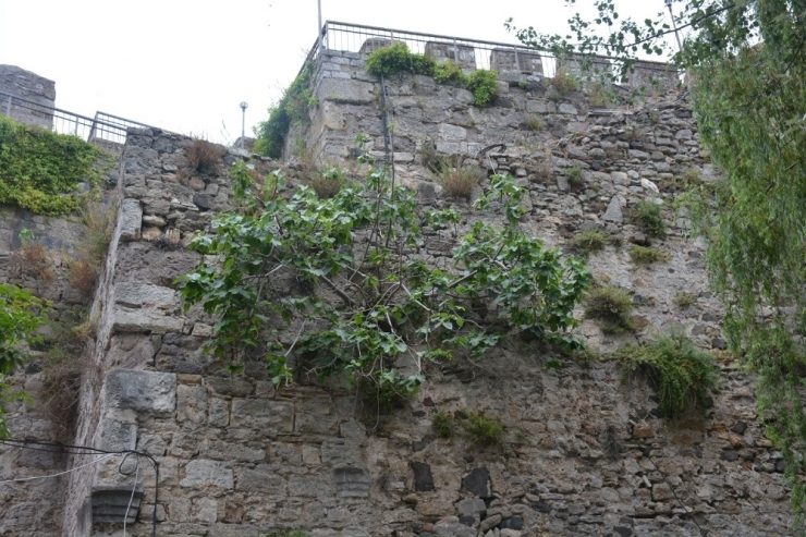 Ahmet Çobanoğlu; “Kaledeki Tarihi Dokuyu Bozmadan Bitkilerin Çıkarılması Da Bilimsel Bir Çalışma”