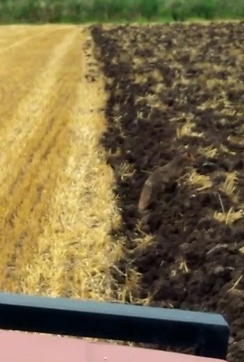 Tilkinin Fare Avı Kamerada