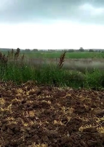 Tilkinin Fare Avı Kamerada