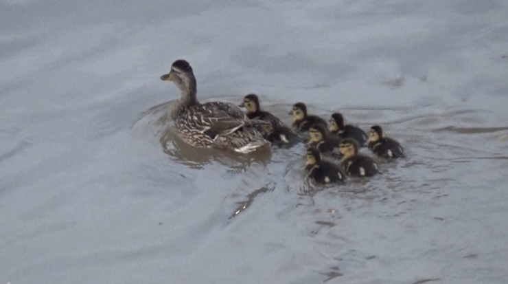 Yaban Ördeği Yavrularıyla Kars Çayı’nda Görüntülendi