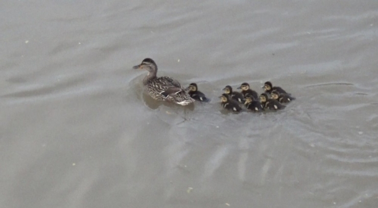 Yaban Ördeği Yavrularıyla Kars Çayı’nda Görüntülendi