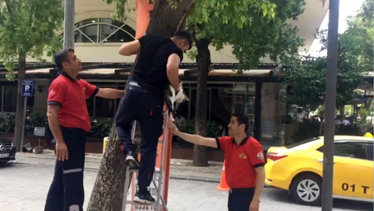 Ağaçta 3 Gündür Mahsur Kalan Kediyi Cankur Kurtardı