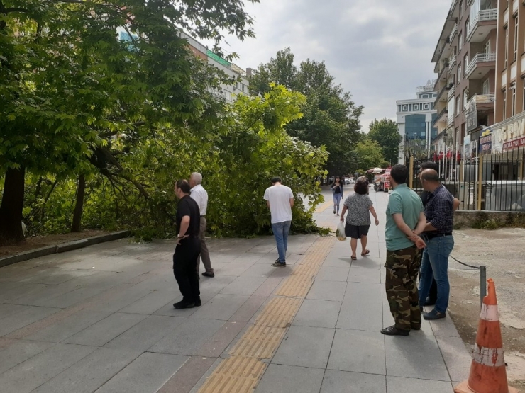 Başkent’te Üzerine Ağaç Devrilen Vatandaş Yaralandı
