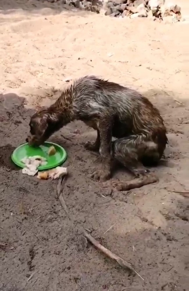 Antalya’da Korkunç Olay: Köpekleri Çuvala Koyup Ölüme Terk Ettiler