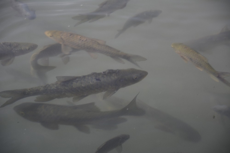 Kozluk’un ‘Balıklı Göl’ü İlgi Bekliyor