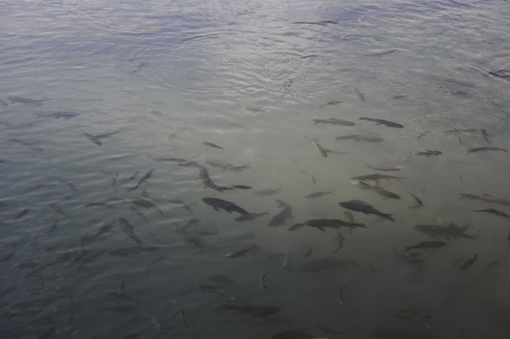 Kozluk’un ‘Balıklı Göl’ü İlgi Bekliyor