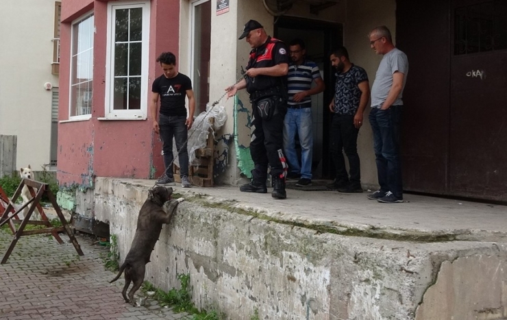 Polis İle Köpek Hırsızları Arasında Kovalamaca