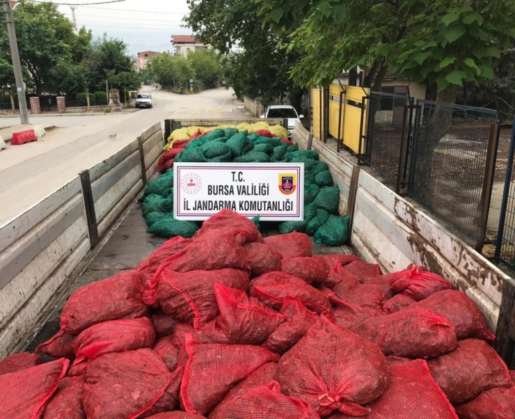 Jandarmadan ’Midye’ Operasyonu: 14 Gözaltı