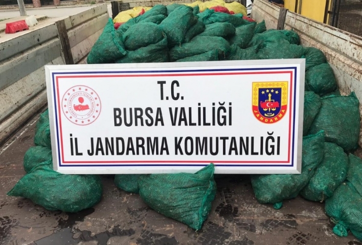 Jandarmadan ’Midye’ Operasyonu: 14 Gözaltı